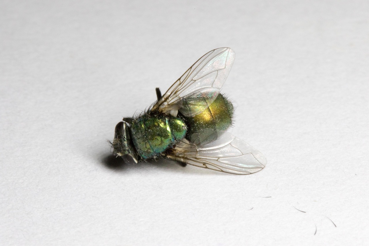 Backyard hibachi grill set up for a party in Zionsville
